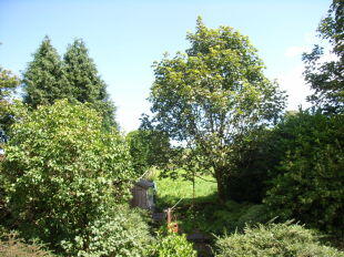 Garden at rear