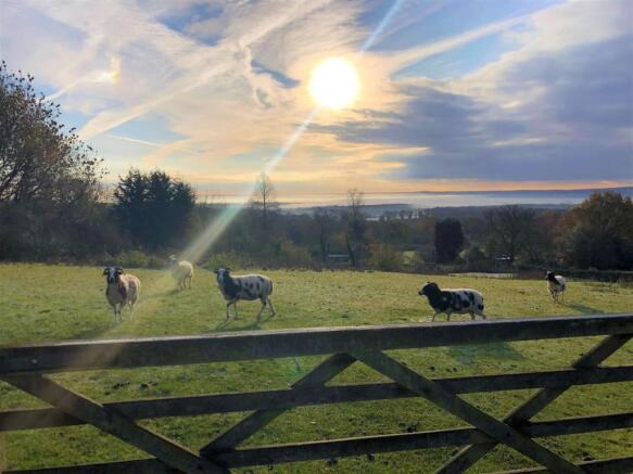 Paddock with sheep.jpeg
