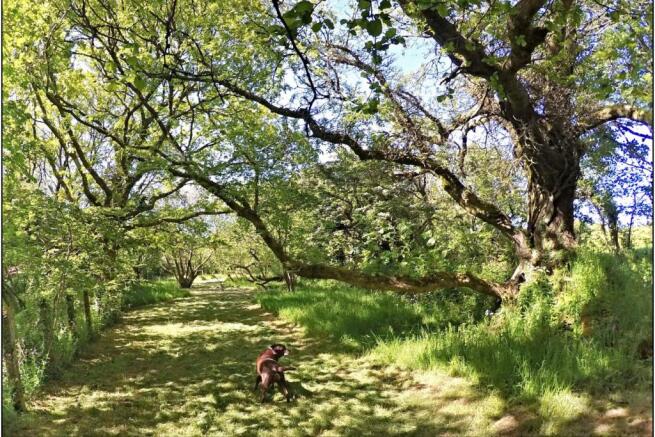 Woodland