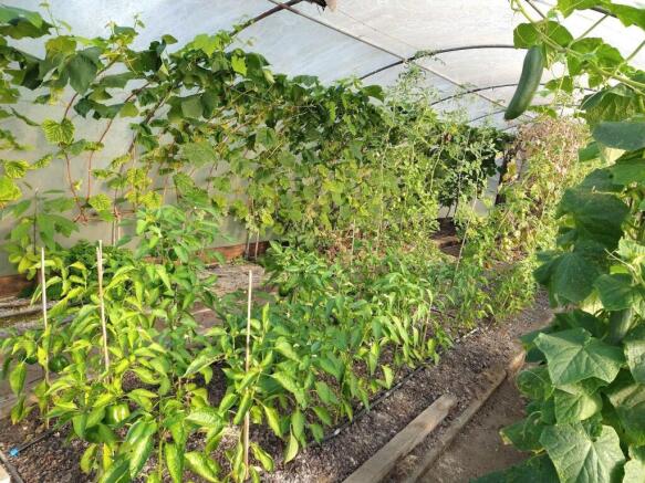 Polytunnel