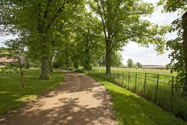 Tree-Lined Drive