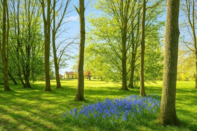 Woodland
