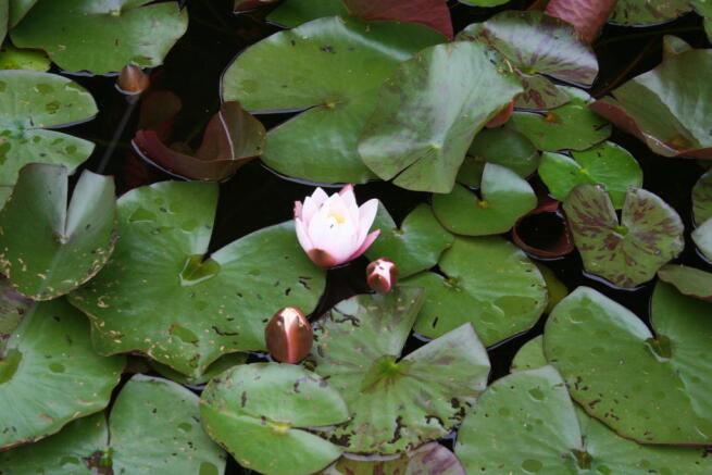 Lilies