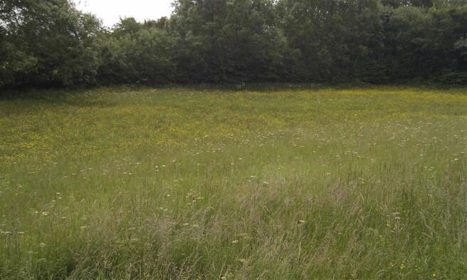 Meadow
