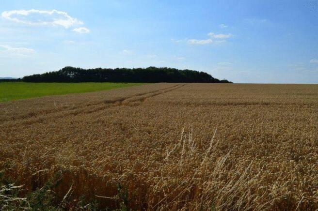 FIELD VIEWS 