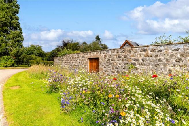 Wild Meadow