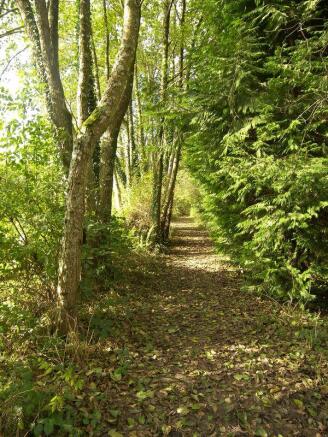 Woodland walk