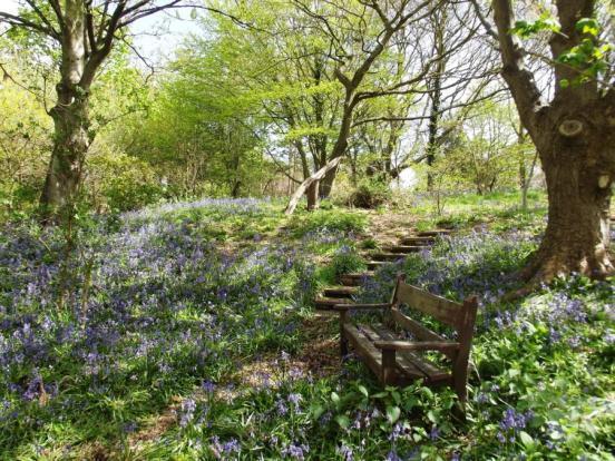 Bluebell Woods