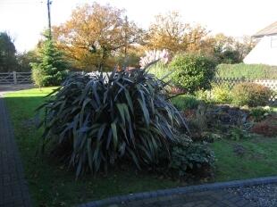 Side Garden