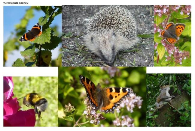 Wildlife Garden.jpg