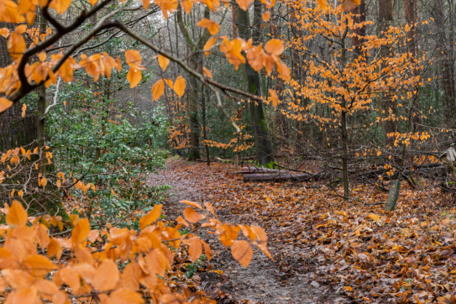 Holt Country Park