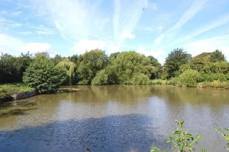 Pond