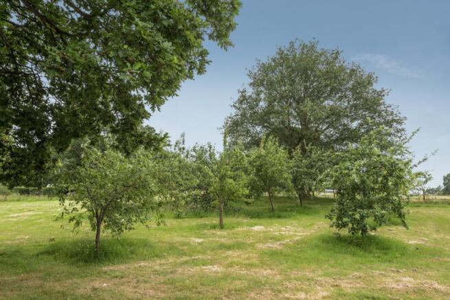Paddock/Orchard