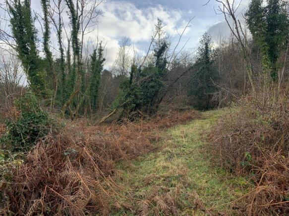 Woodland