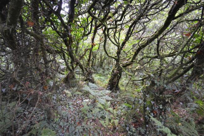 Woodland and gardens
