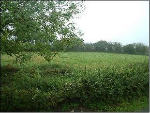 IMAGE2