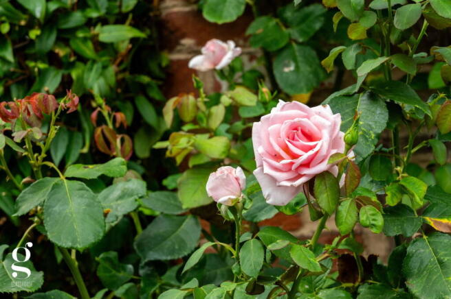 Photo 52