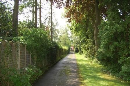 Tree-Lined Drive