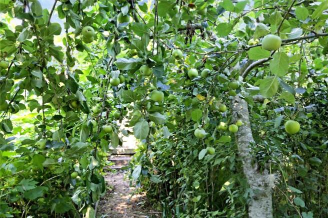 Orchard 2016