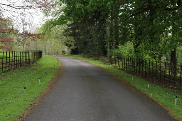 Tree Lined Drive