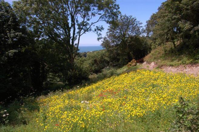 Wildflowers