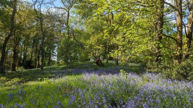 Woodland