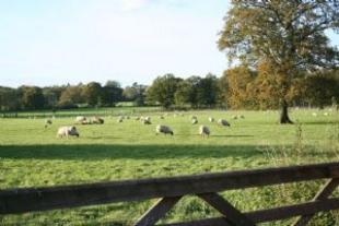 Showground Outlook