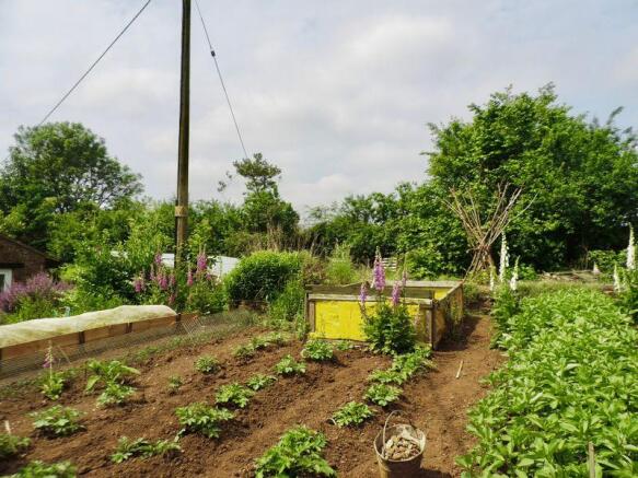 Allotment Shot