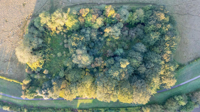 Dog Island 9 T202509191619.jpg