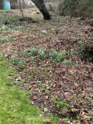 Snowdrops