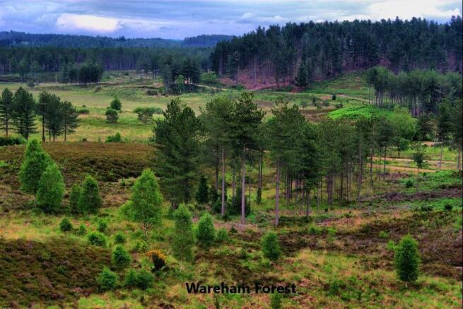 8-Wareham Forest