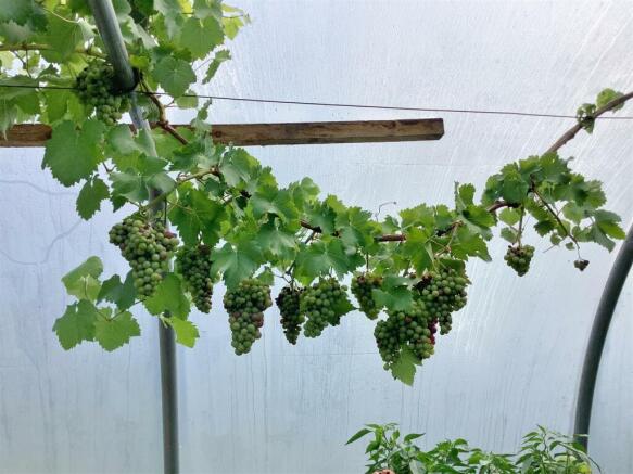 Polytunnel