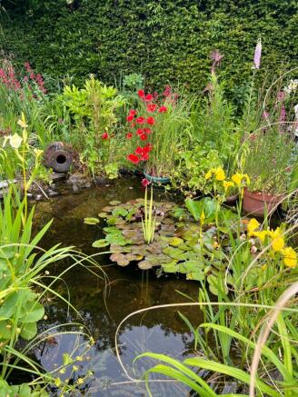 Pond