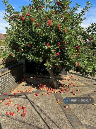 Garden Fruit Trees 