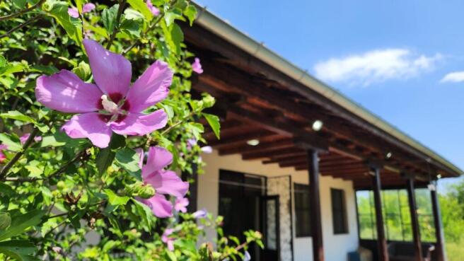 Close-up of pink flowers next to the wooden veranda of the house with white walls
