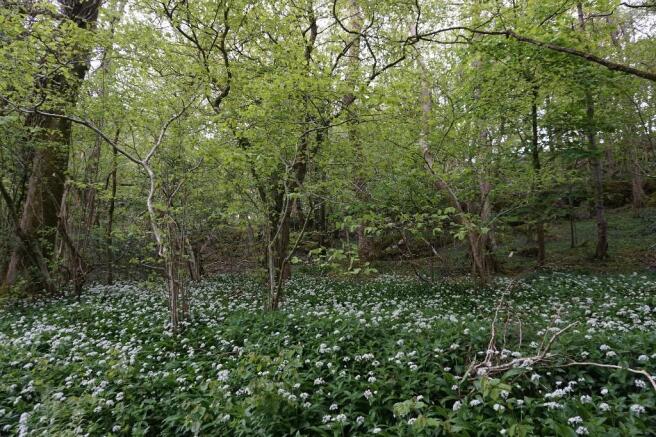 Woodland