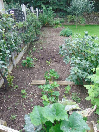 Vegatable garden