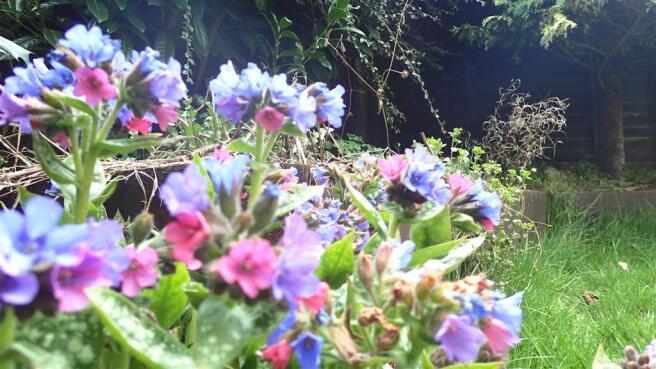 Flowers.JPG