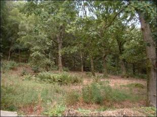 Woodlands