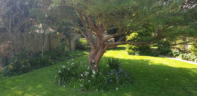 Garden (13)
