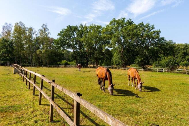 Happy Horses in the Paddocks