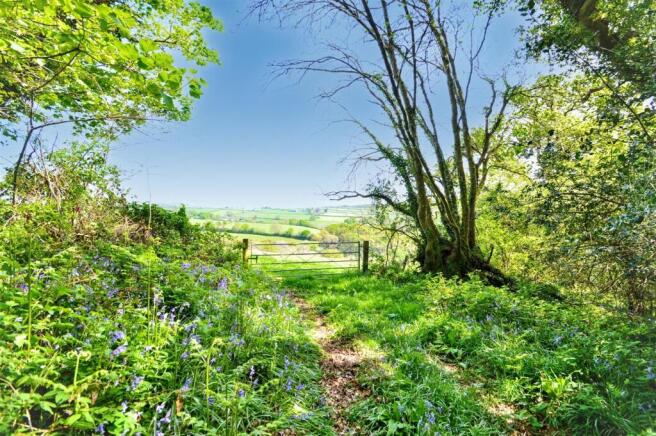 Bluebell wood