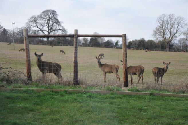 Deer Photo 5