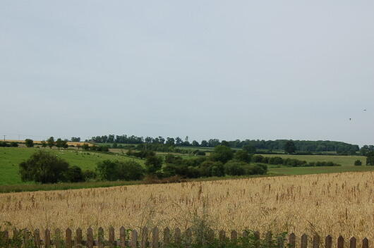 The View