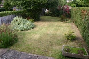 The garden