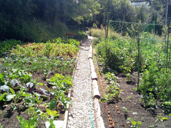 Veg Garden