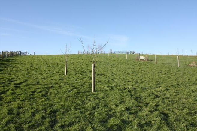 Orchard