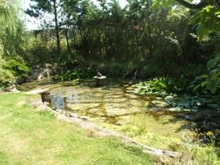 Pond