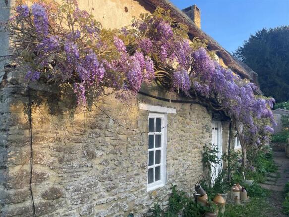 Wisteria photo from owner taken in summer.jpg