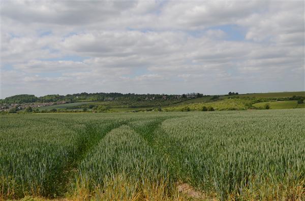 Local views